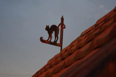 Unsere Dachkatze im Abendlicht.