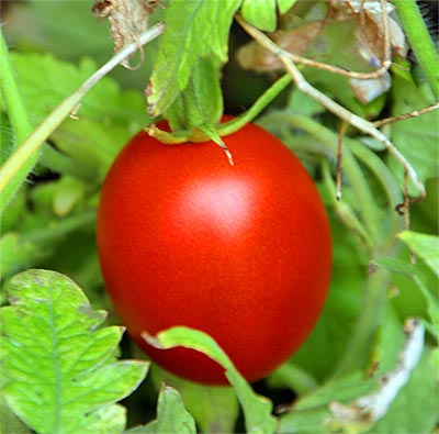 im garten